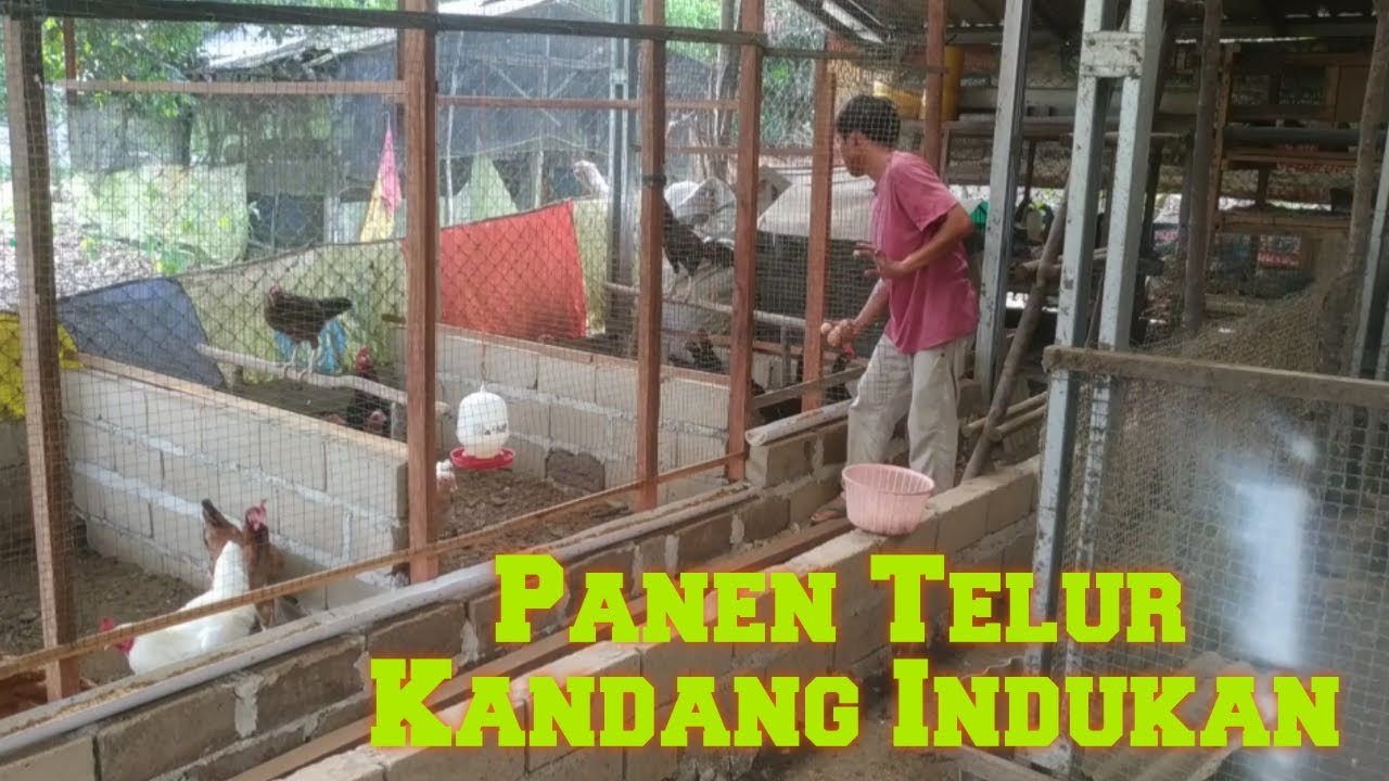 Panen Telur Ayam Kampung Kandang Intensif / Chicken Egg Harvest