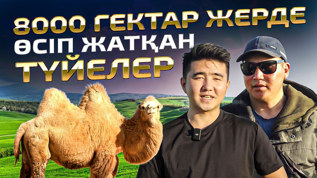 1 түйеден 1 500 000тг пайда. Мал шаруашылығы