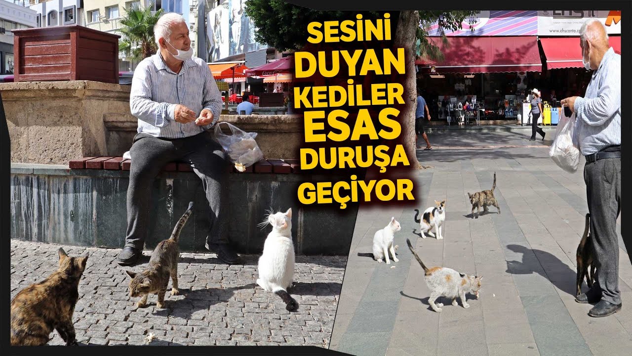 Ekrem Dede, Emekli Maaşının Yarısını Sokak Kedilerine Harcıyor