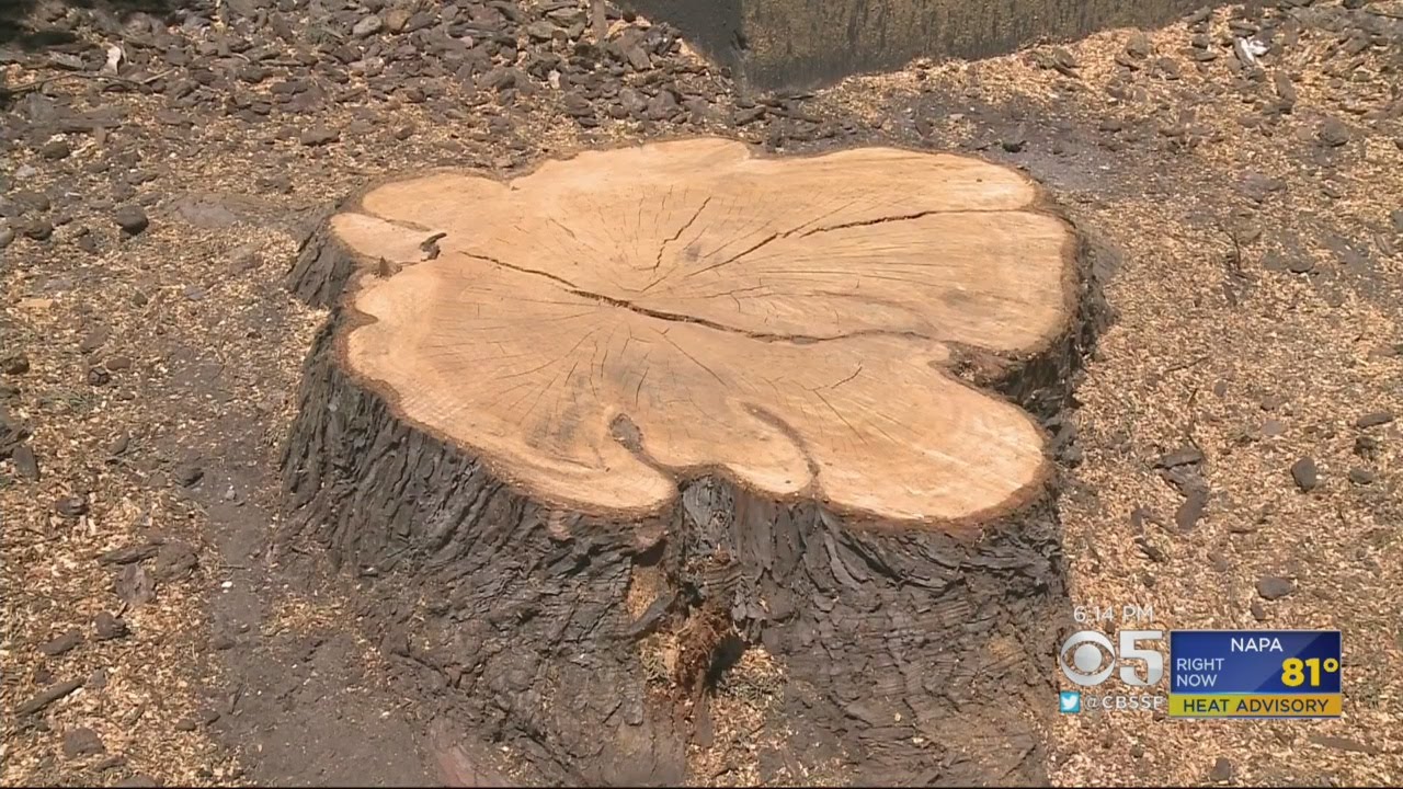 Illegally Cut Down A San Francisco Tree And You May End Up In Jail
