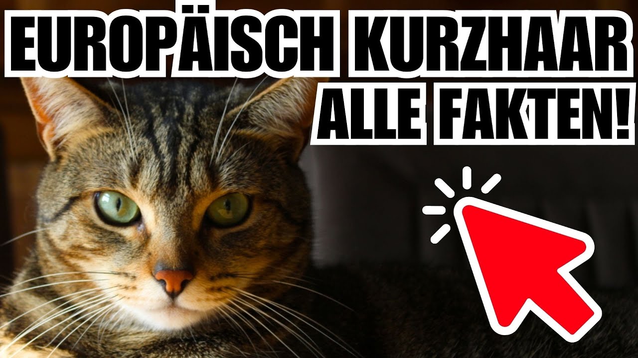 Europ&auml;isch Kurzhaar Katze🐈 Die wichtigsten Fakten - Katzenrasse