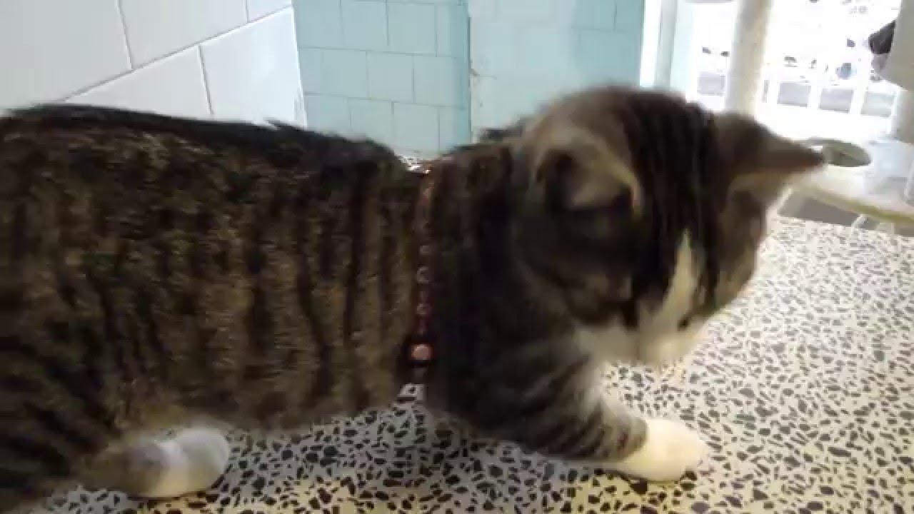 Milù con la pettorina