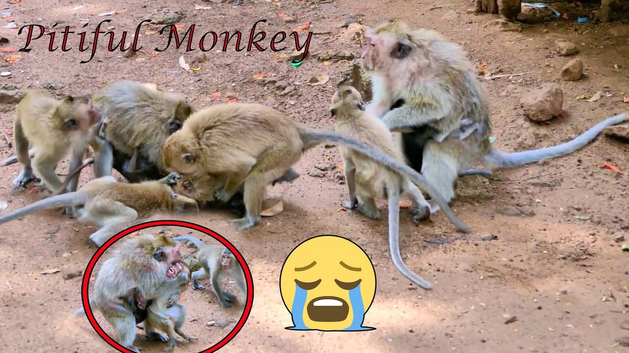 Screaming crying!! Monkey Rana and Rany punish for the monkey does not know anything