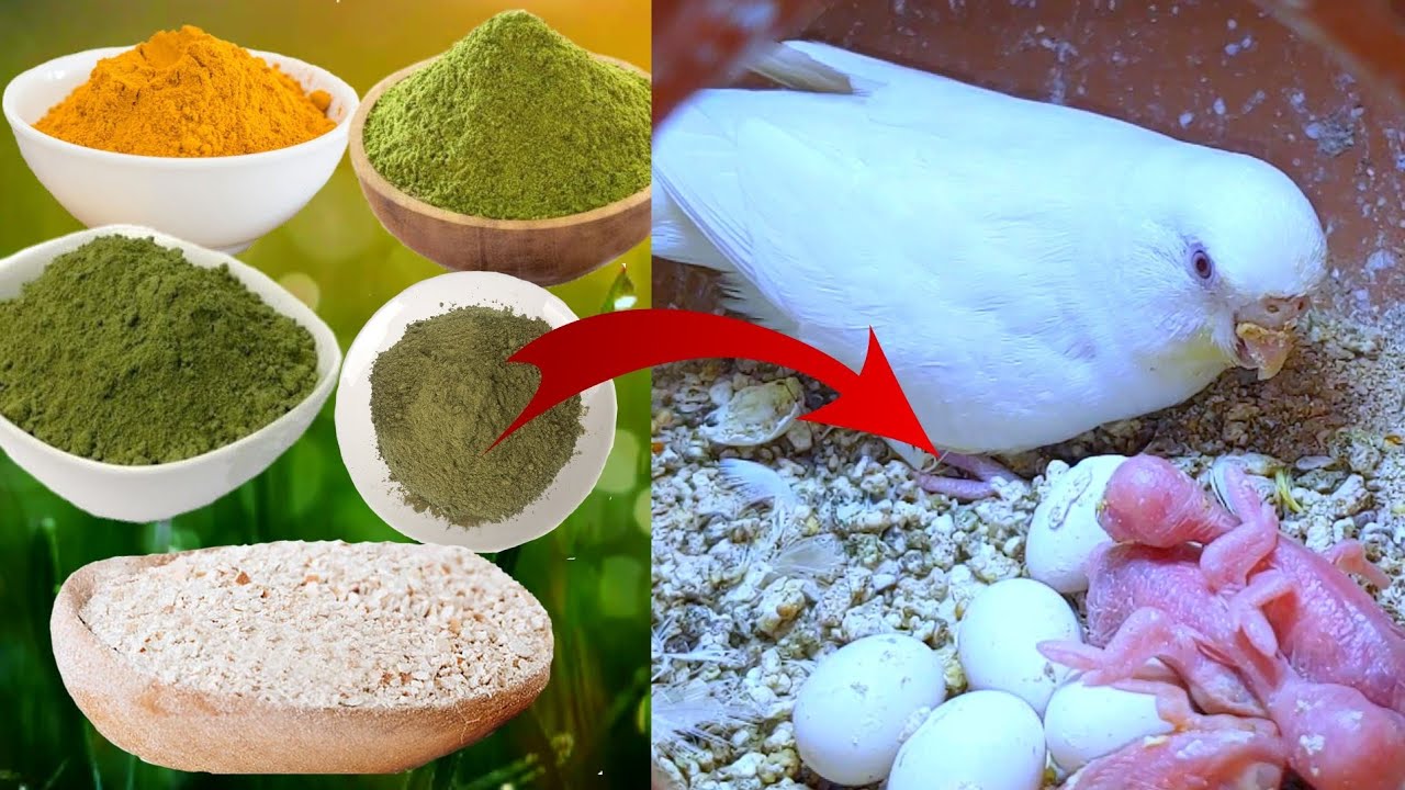ঘরে বসে পাখির জন্য গ্রিট তৈরি করুণ /How to make grit at home.