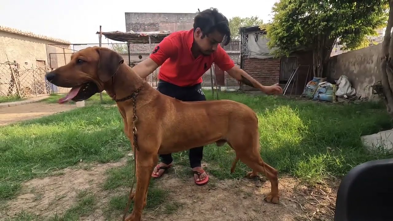 5 Rhodesian Ridgeback शेर का भी शिकार कर लेते हैं 🙄🙄