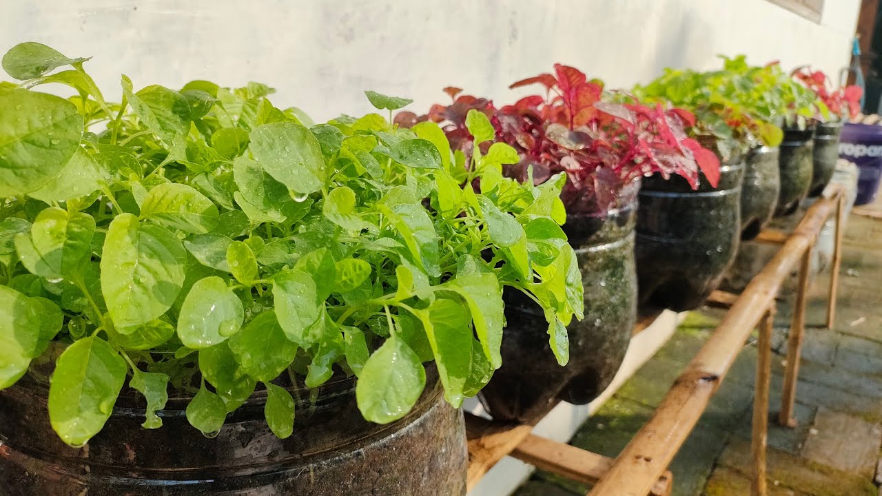 cara menanam bayam di media galon dari benih sampai panen || how to grow spinach