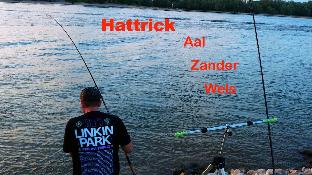 Angeln auf Aal , Zander und Wels. Hattrick am Niederrhein