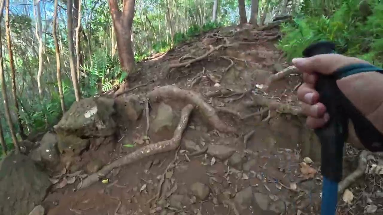 Makiki Valley Loop in the late afternoon   4K