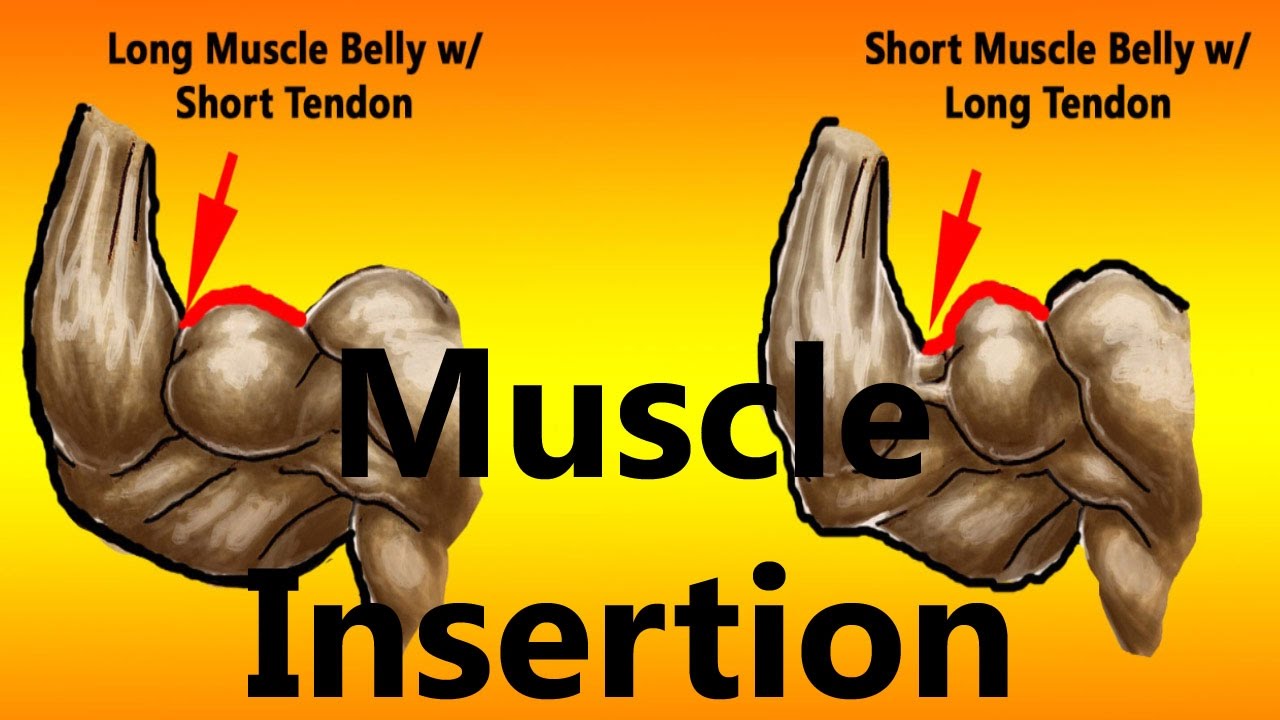 Muscle Insertion Points & Long and Short Muscle Bellies - Easy Fitness and Food Tips with Melissa
