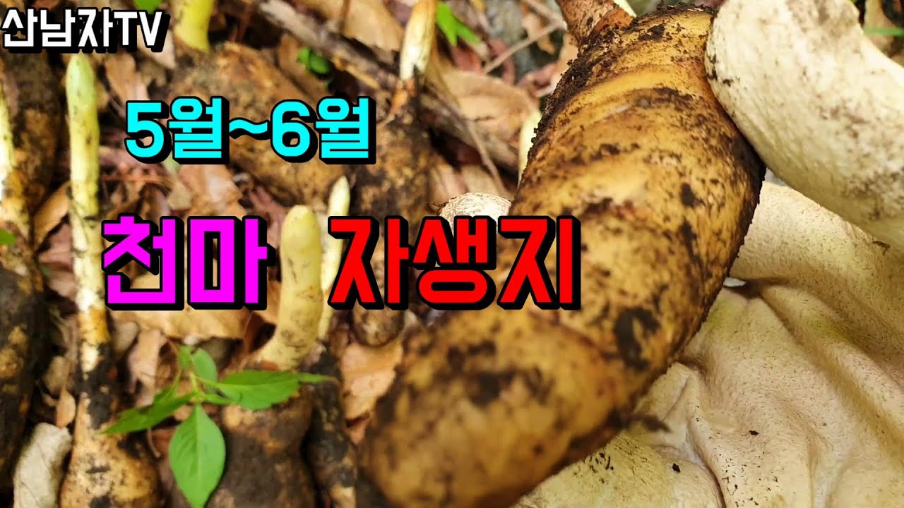 자연산 천마 산행 초보자 자생지 채취시기 천마 효능 사지마비 중풍 치매 뇌건강 뇌혈관 두통 등 산남자 산나물 약초 버섯 항암 자연 건강 mushroom