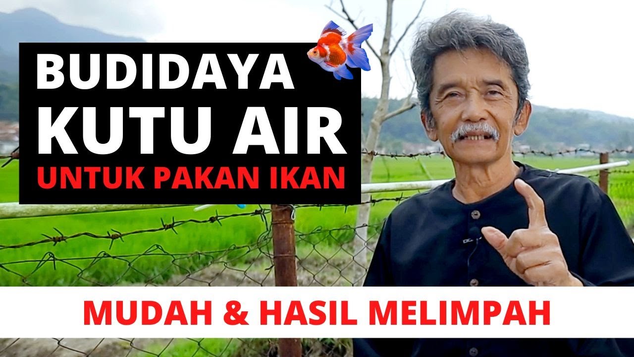 Cara Mudah Kultur Kutu Air