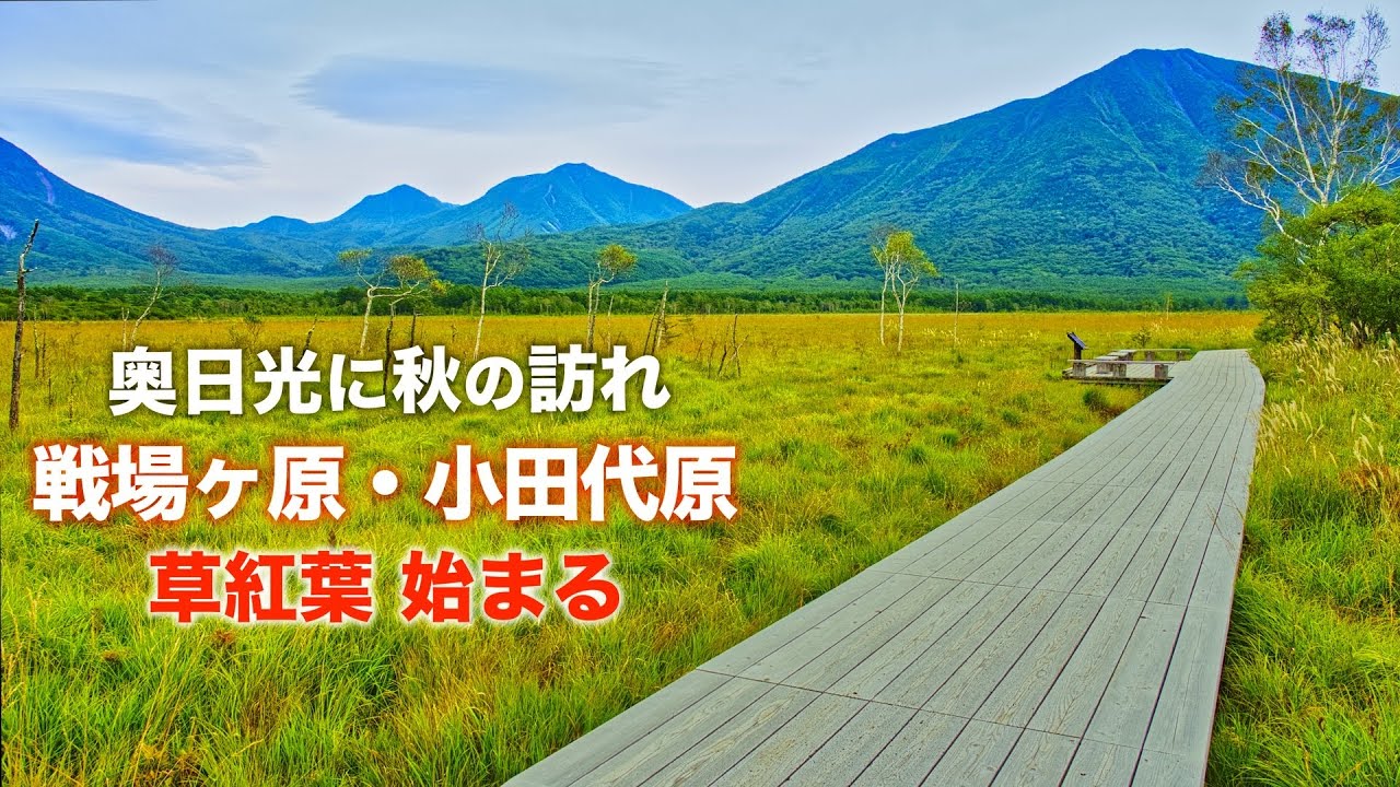 【奥日光ハイキング】4K 戦場ヶ原|小田代原 草紅葉始まる！低公害EVバス利用