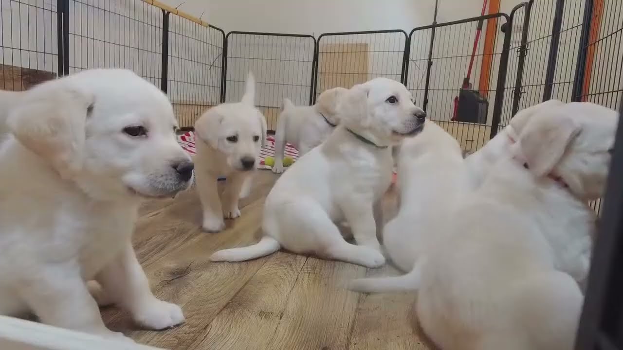 Puppy Cam REPLAY- 8 Adorable Lab Puppies Playing and Cuddling #cutepuppiesplaying #labrador #puppies