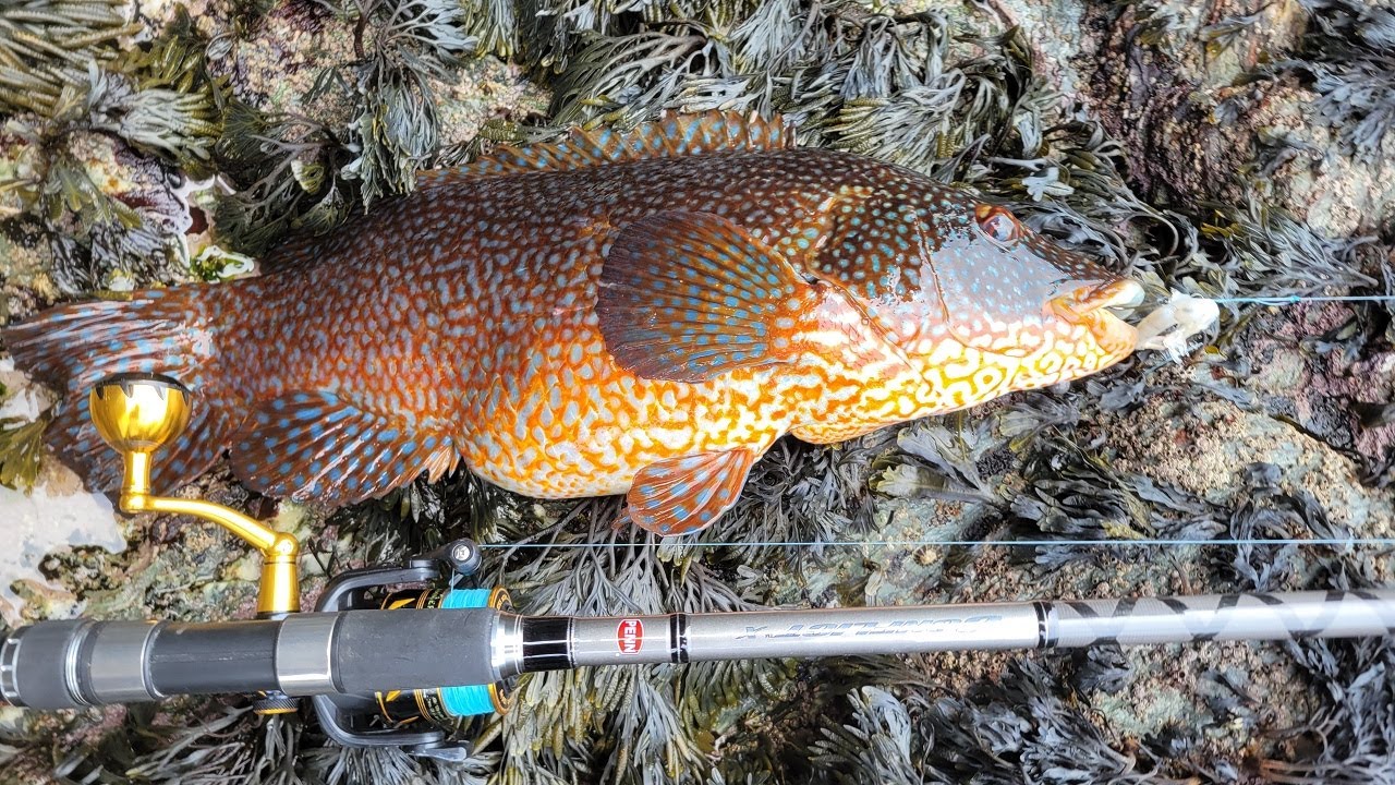 La P&Ecirc;CHE aux APPATS y'a que &ccedil;a de VRAI !