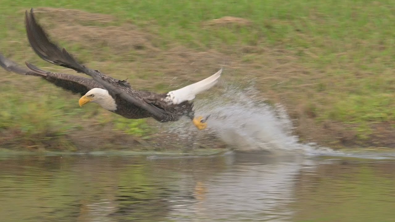 SWFL Eagles- M15 and Maybelline Fishing and Bonding At Yonder Pond! #eagles #baldeagle #m15 #swfl