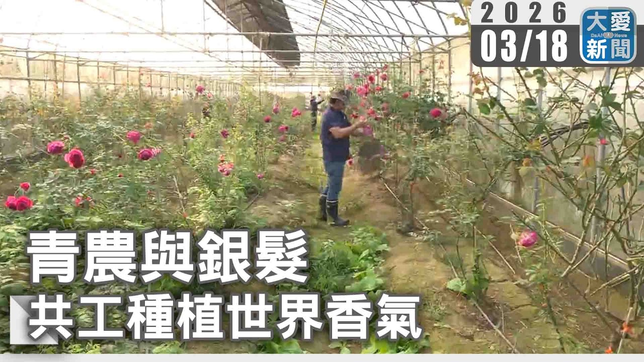 青農與銀髮  共工種植世界香氣｜#大愛新聞 #青農 #玫瑰