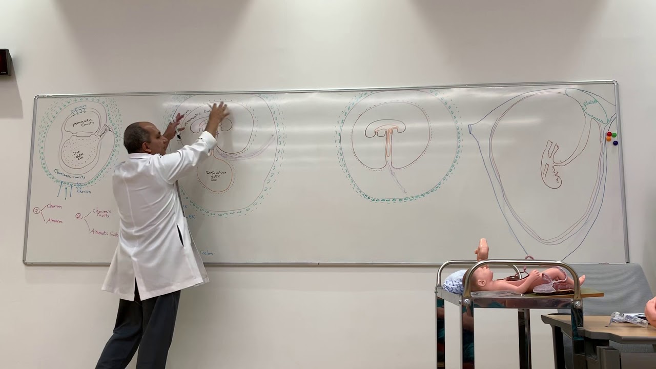 Amniotic cavity & Umbilical cord (Lecture 8)