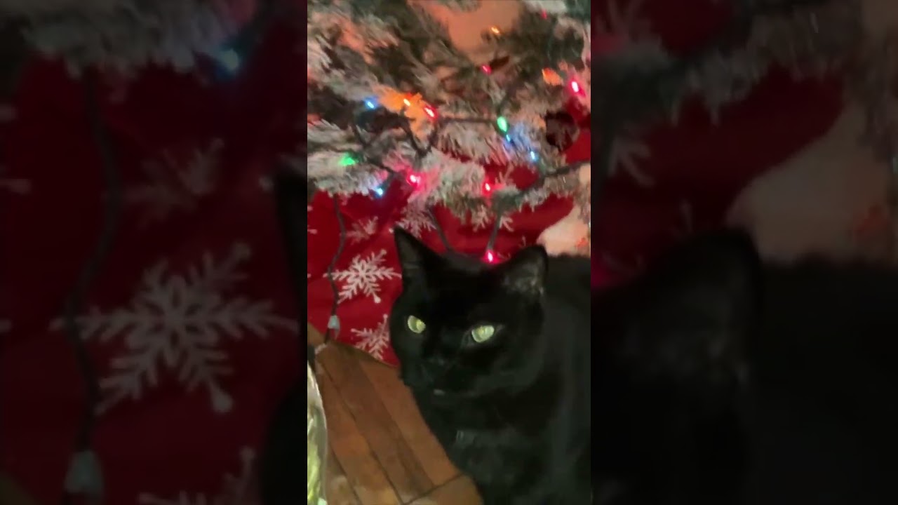👆👆 CHRISTMAS CAT SONG: Ralphie’s Holiday Tribute to Caitlyn & Daniel | Best Custom Pet Video 2026