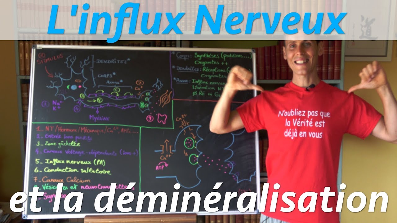 Influx Nerveux: minéraux et énergie - Système Nerveux S01E02