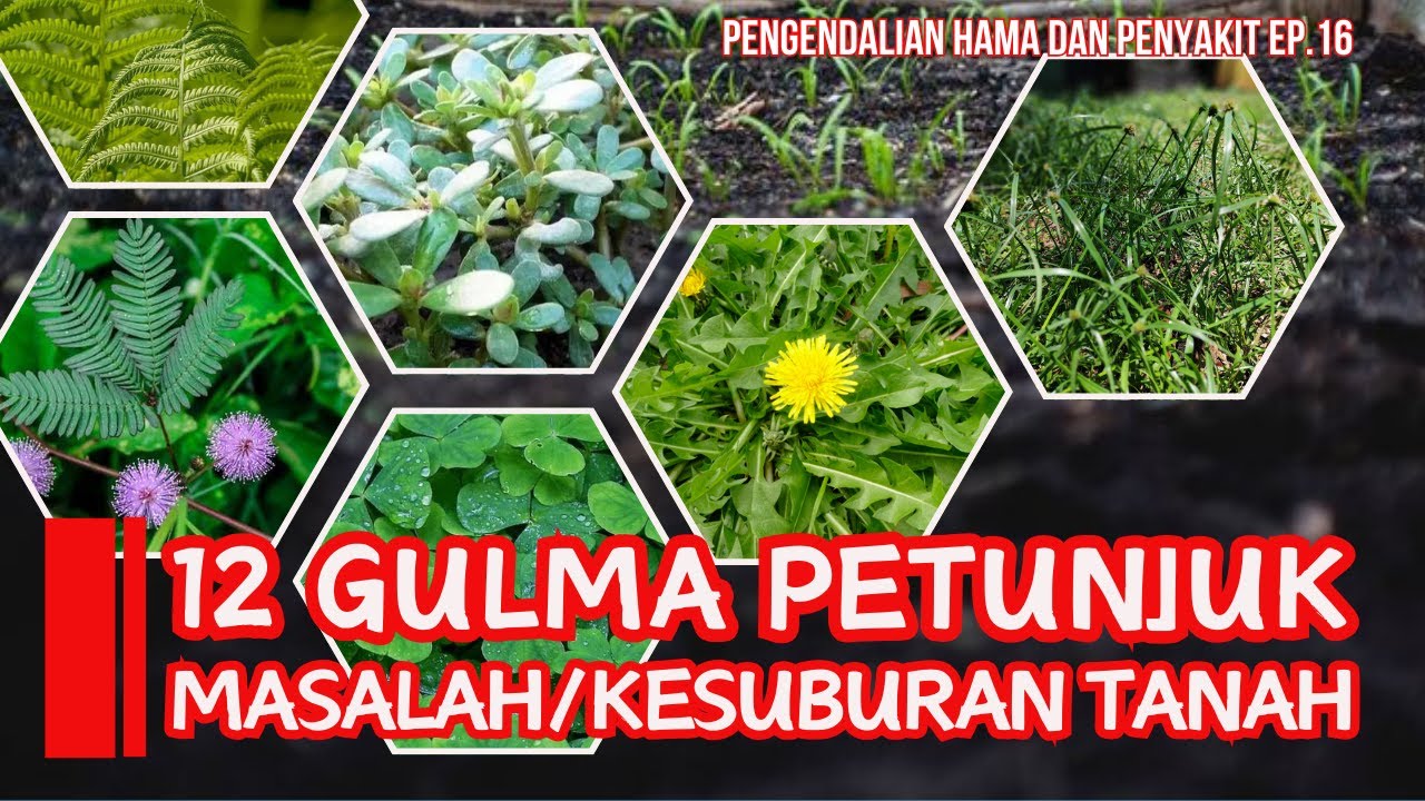 12 Gulma Petunjuk Masalah/ Kesuburan Tanah