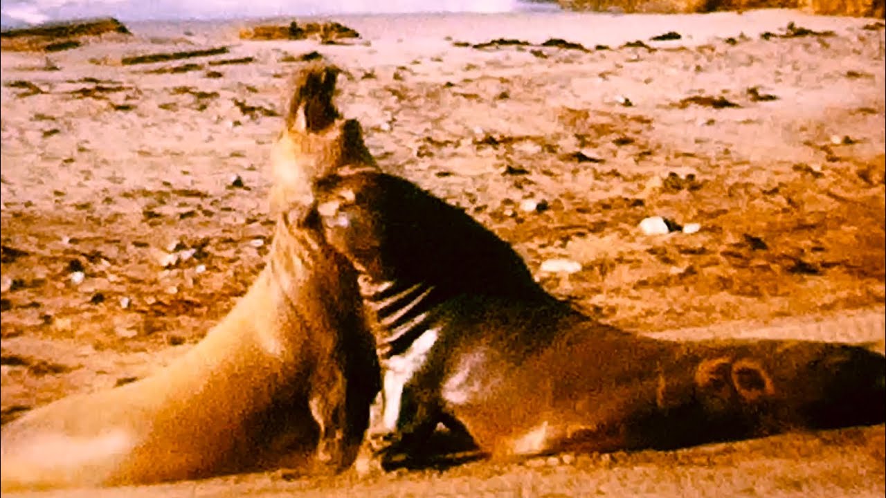 Battle Between Two Bull Elephant Seals
