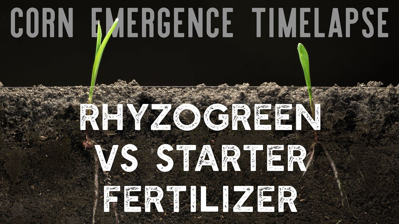 Rhyzogreen® vs Starter Fertilizer for CORN EMERGENCE
