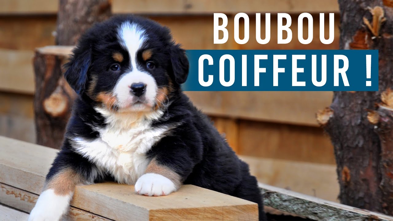 Chiot bouvier bernois se transforme en COIFFEUR à domicile  ! Élevage des Joyeuses gambades