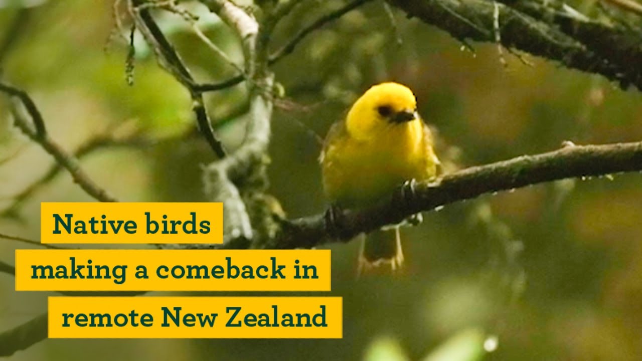 Native birds making a comeback in remote New Zealand
