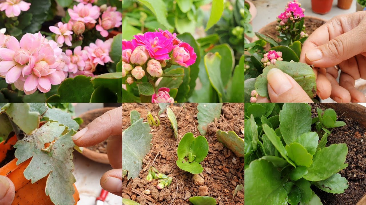 528.Is Tarike se lagayenge to cutting kabhi maregi nhi/Kalanchoe lagane ka sahi tarika🌳☘🌹