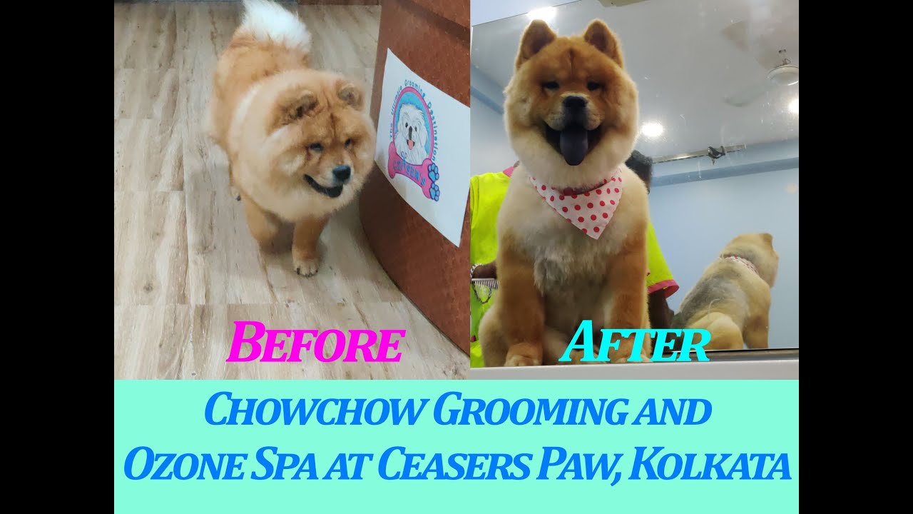 Chow Chow gets 4 hour long Professional Grooming and Ozone Spa at Ceaser's Paw - Pet Salon and Spa
