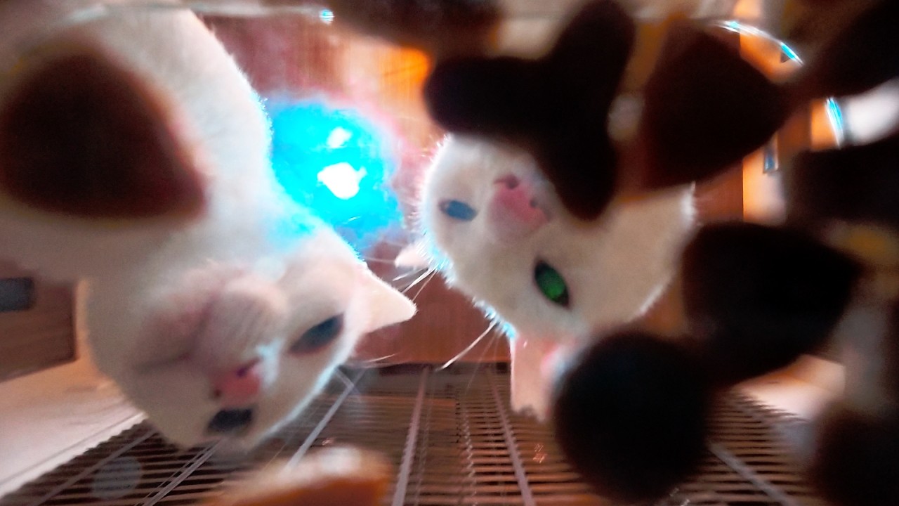 My Two White Cat Take Turns Eating