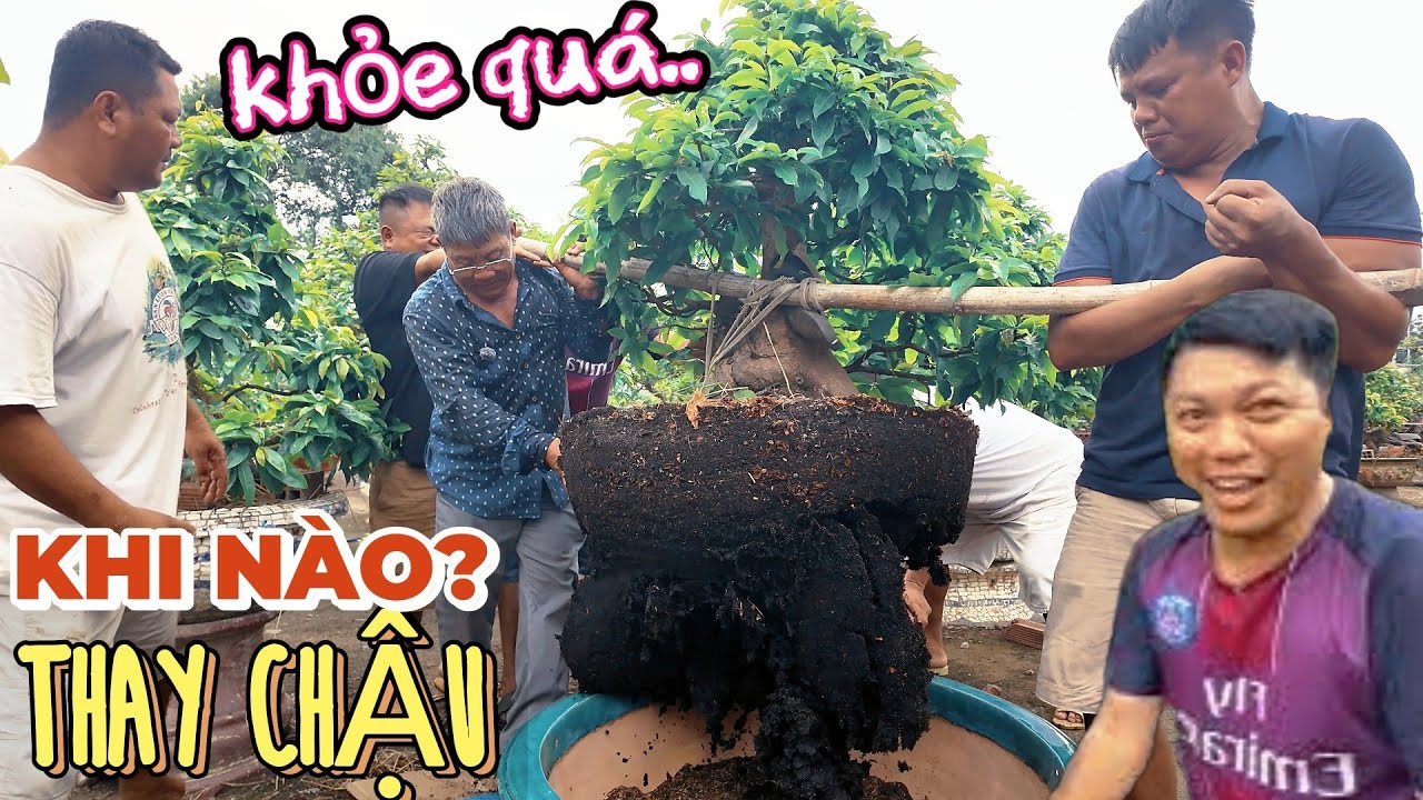 Út Đực hướng dẫn đi chất trồng mới Thời điểm thay chậu tuyệt đối k làm điều này và dấu hiệu nấm hồng