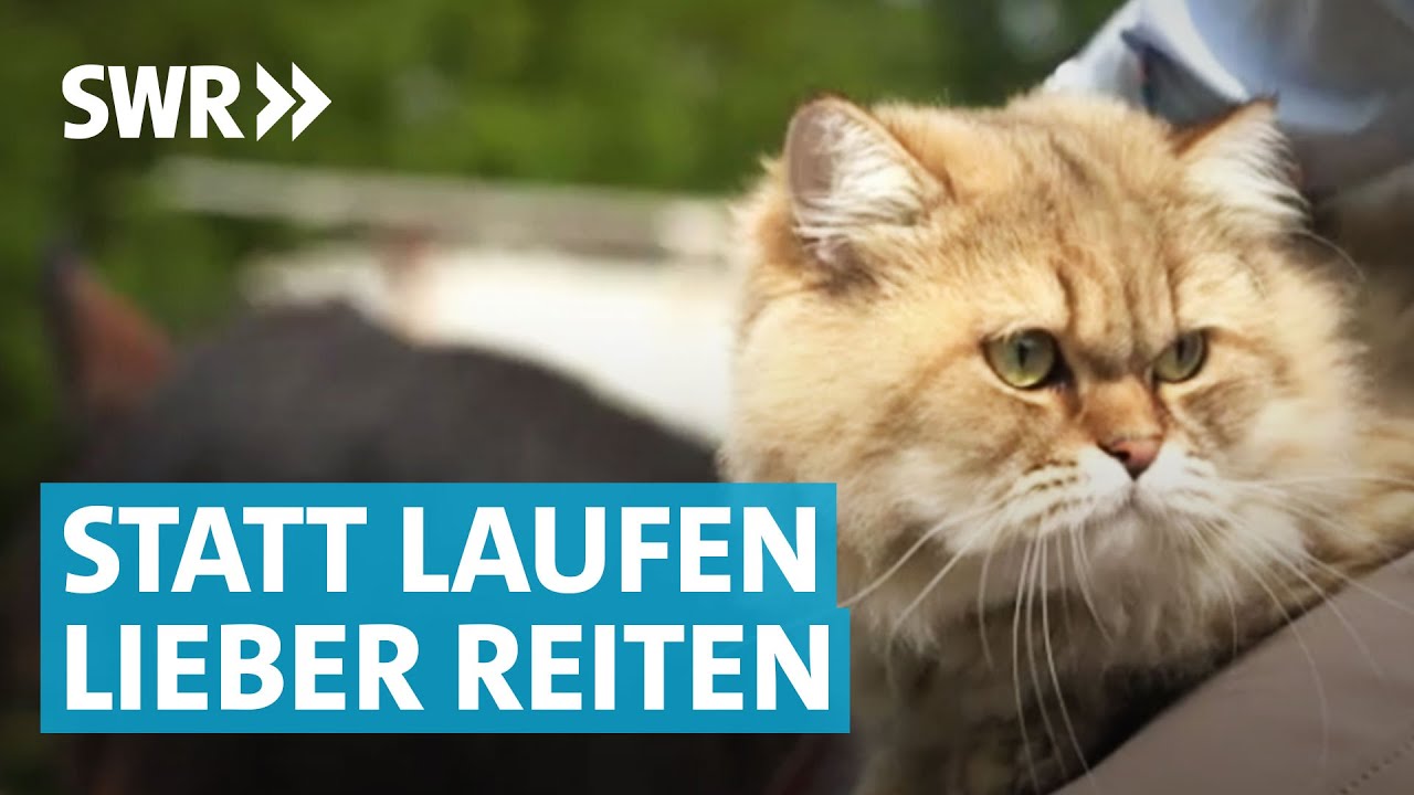 Kater Simba reitet am liebsten auf Pferd Bailey