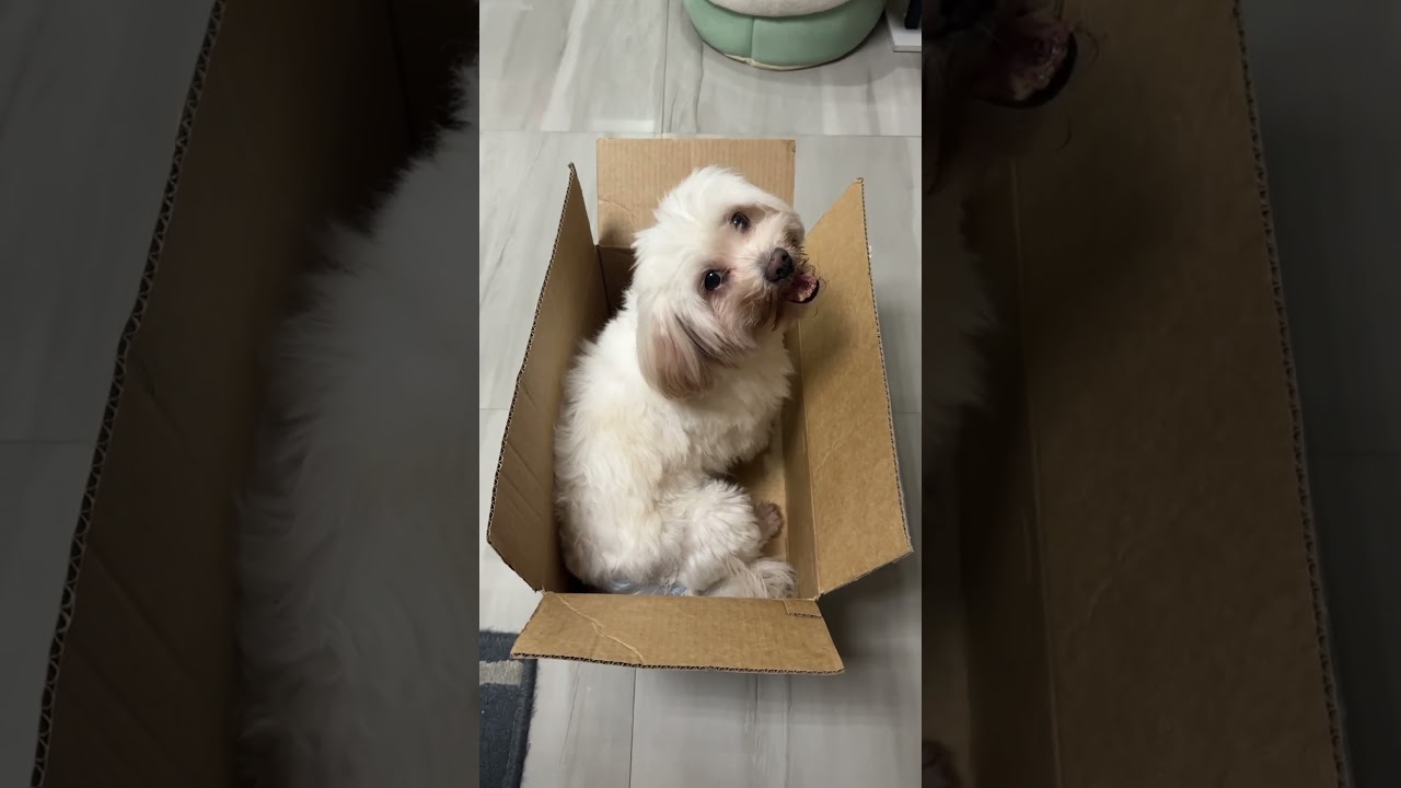 Chamee inside a box #dogs #shihtzu