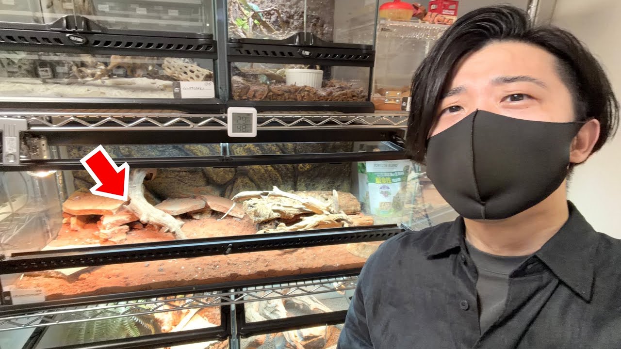 なんでこうなるんや...