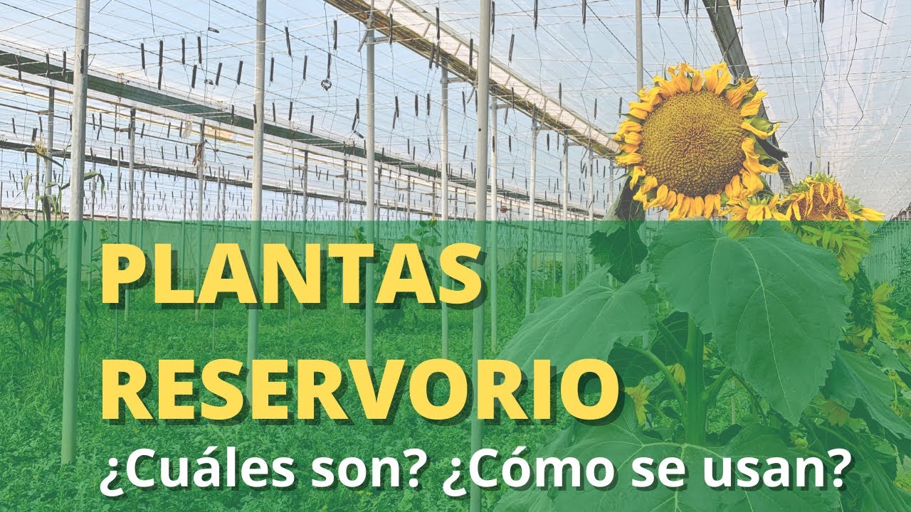 Plantas reservorio: cuáles son y cómo se usan en el control biológico.