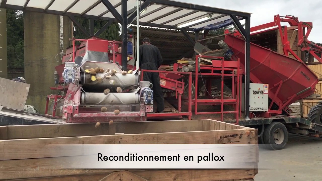 Coupe de plants de pommes de terre CAP PLANTS