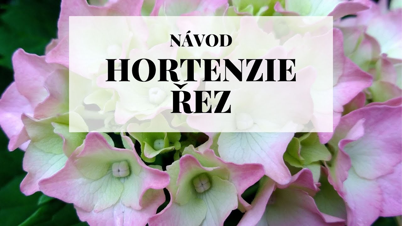 Hortenzie - různé druhy a jejich řez