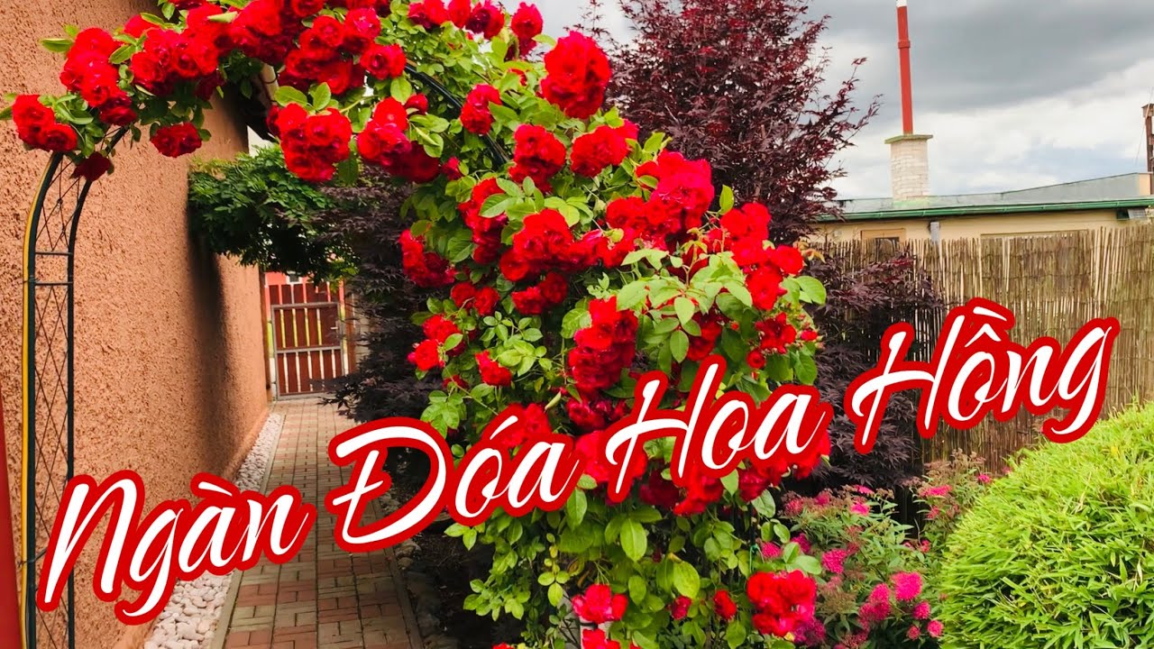 C445 TRỒNG NGÀN ĐOÁ HOA HỒNG | TẶNG NGƯỜI TÔI THƯƠNG🤗Vườn Hùng Anh Cz.