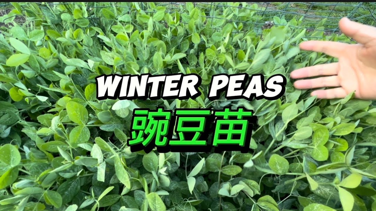 【豆苗】怎样种豆苗 吃起来最爽？