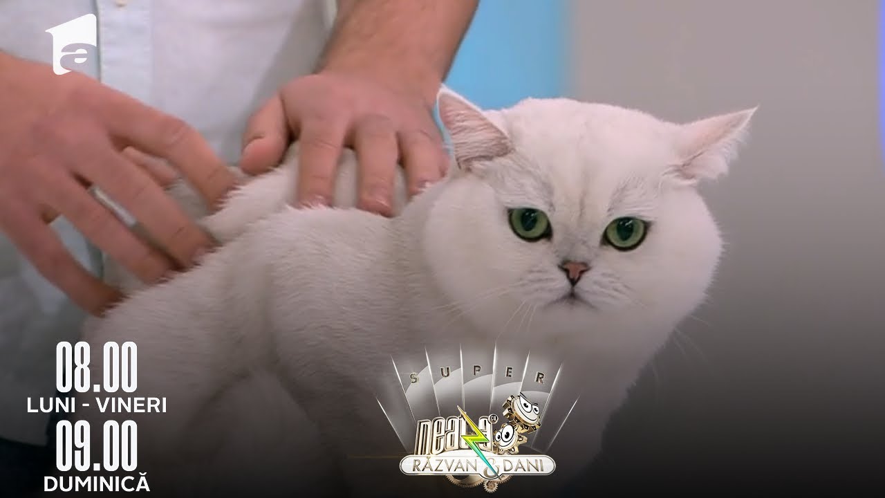 Pisicuțe simpatice foc! Totul despre rasa British Shorthair😻