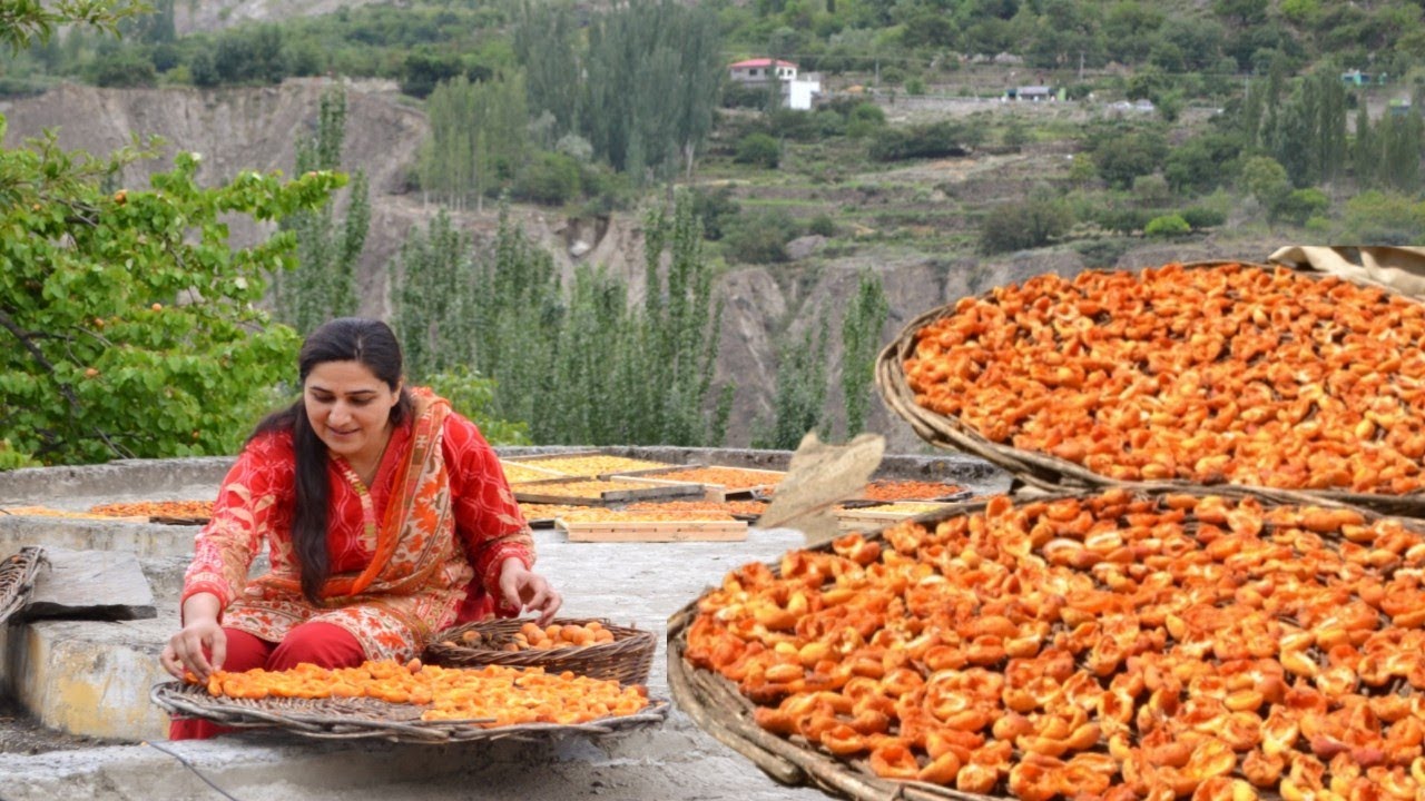 The Traditional method of preserving Apricots in Hunza | How to dry Apricot fruit at home