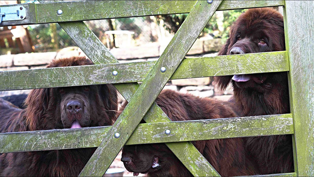 The Newfie: Probably the friendliest Dog in the world