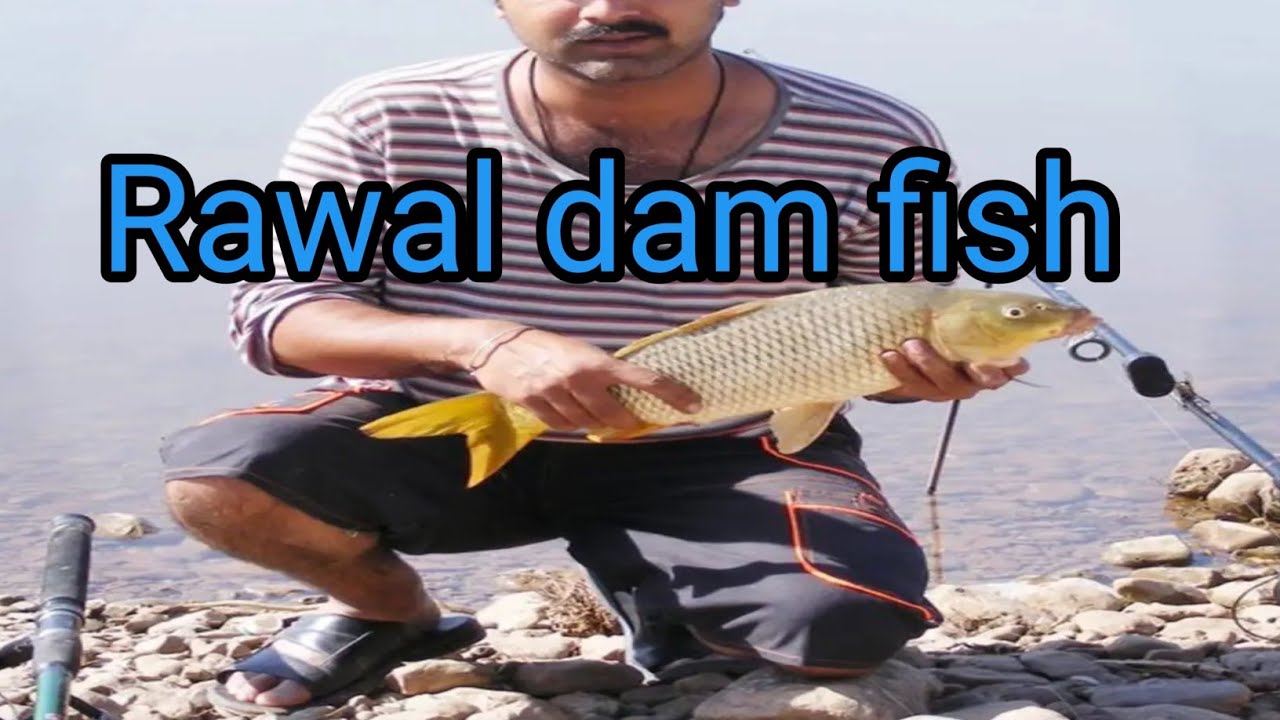 Rawal dam fish famous fish point place