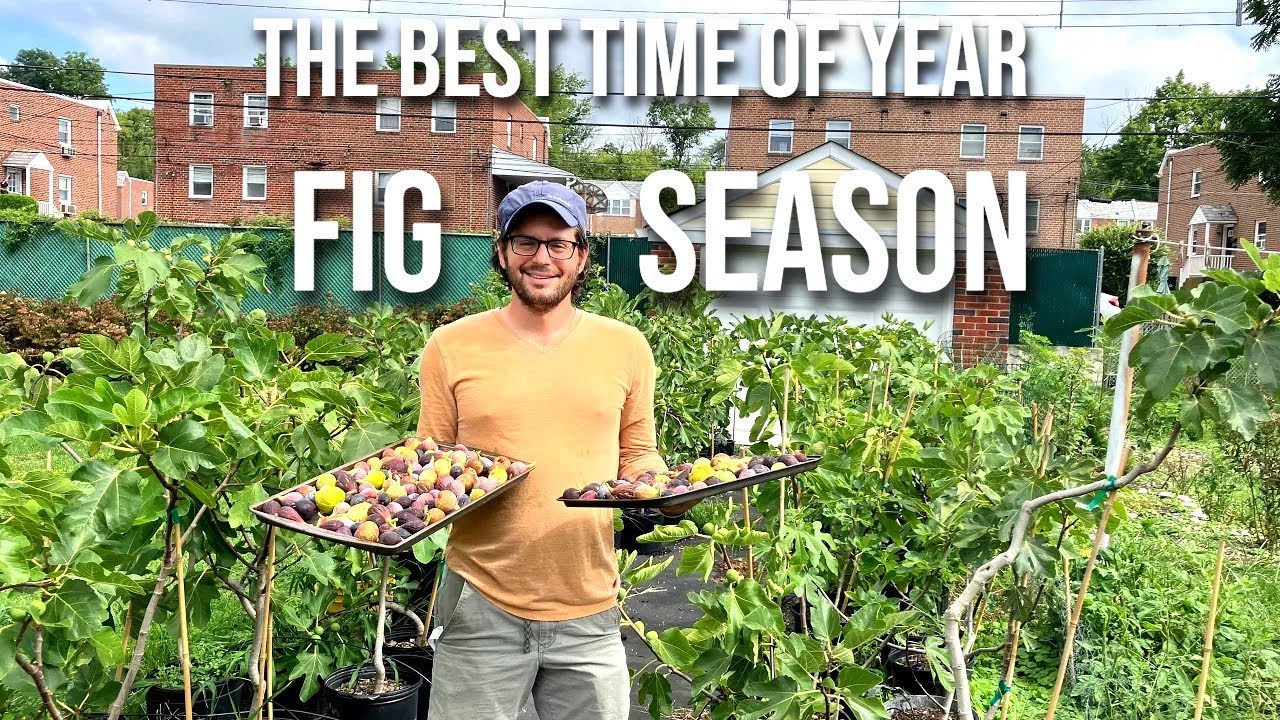 When is the Season for Figs?