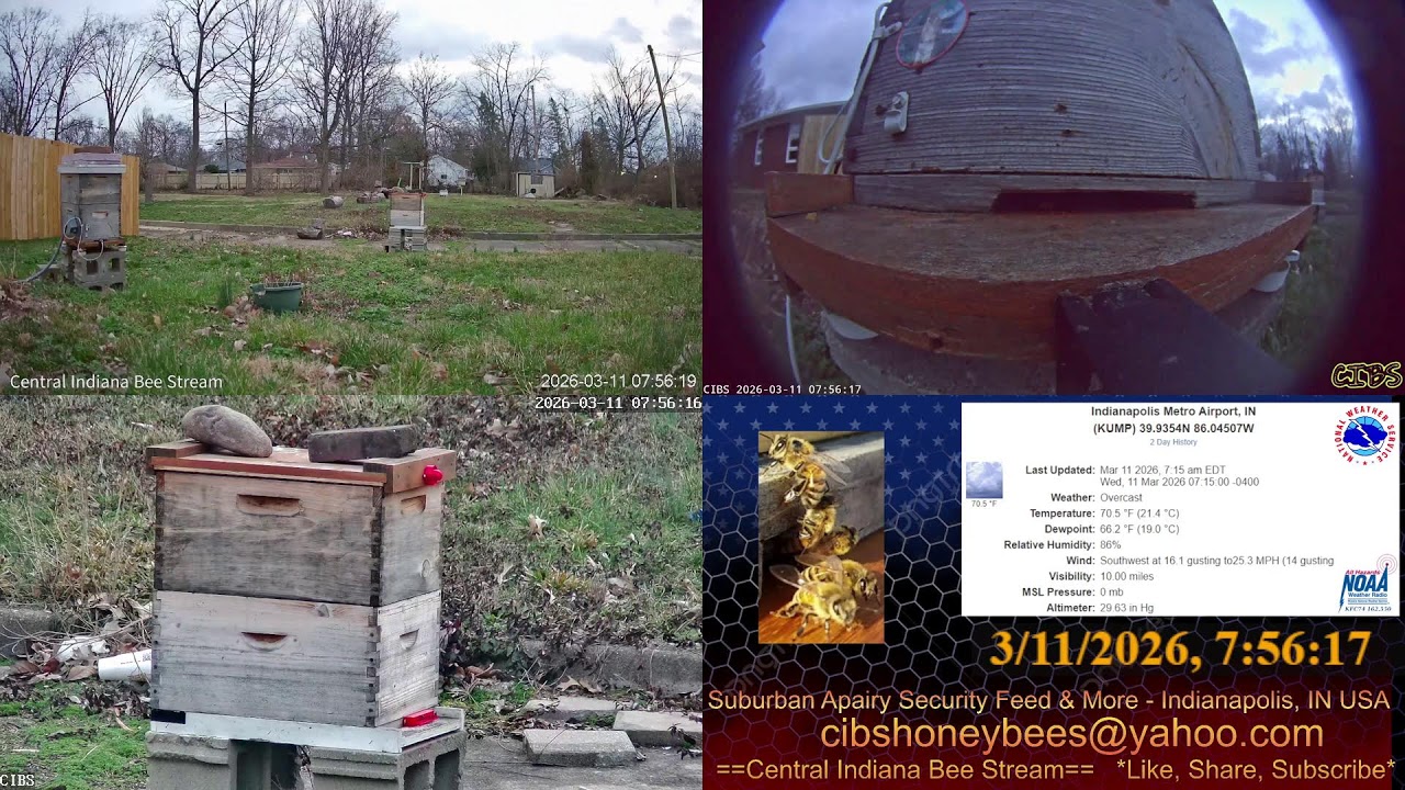 LIVE Back Yard Cam - Weather - Bee Hives - Security Feed - Indianapolis, IN USA