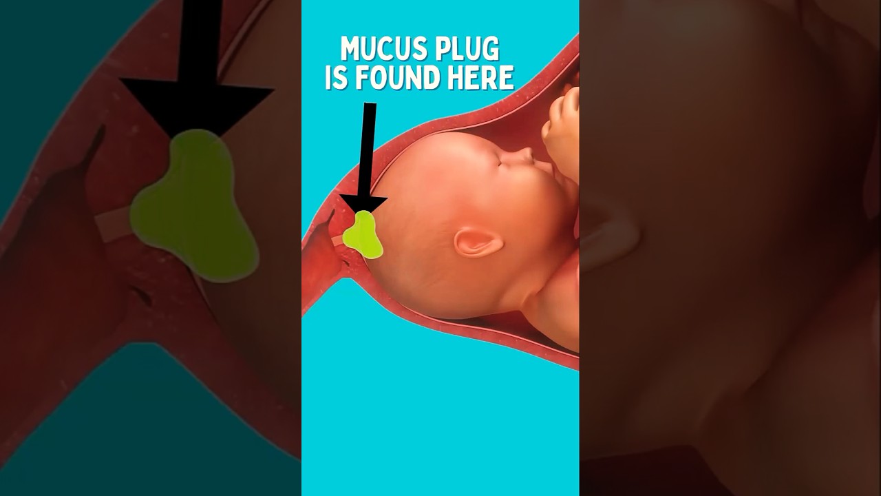 Mucus Plug против Bloody Show 😬😱