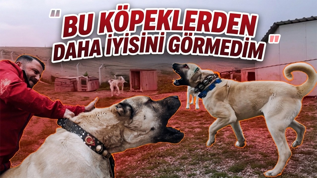 Kesto Metin'in Devasa K&ouml;pekleri Ortalığı Karıştırdı - Erol Metin ve K&ouml;pekleri