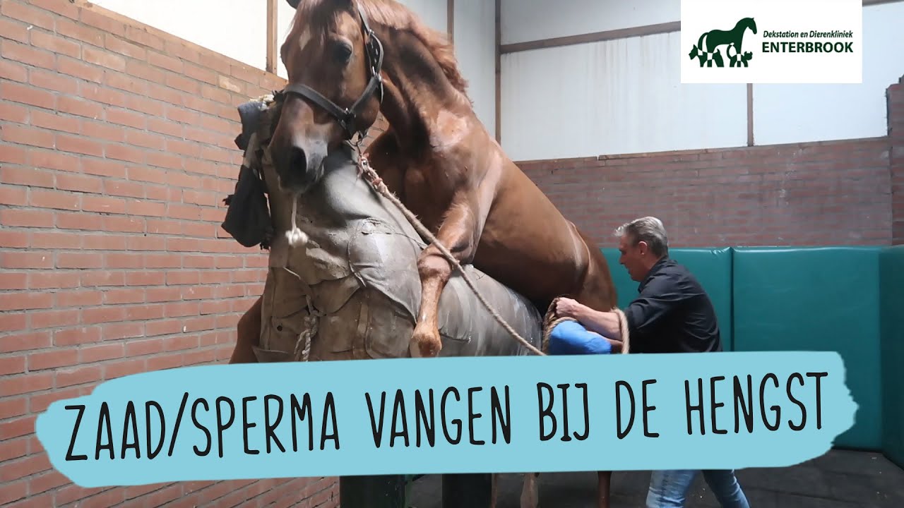 SERIE: Veulens afl. 4: DEKKEN op Dekstation Enterbrook  | #57 | HorseFitShop
