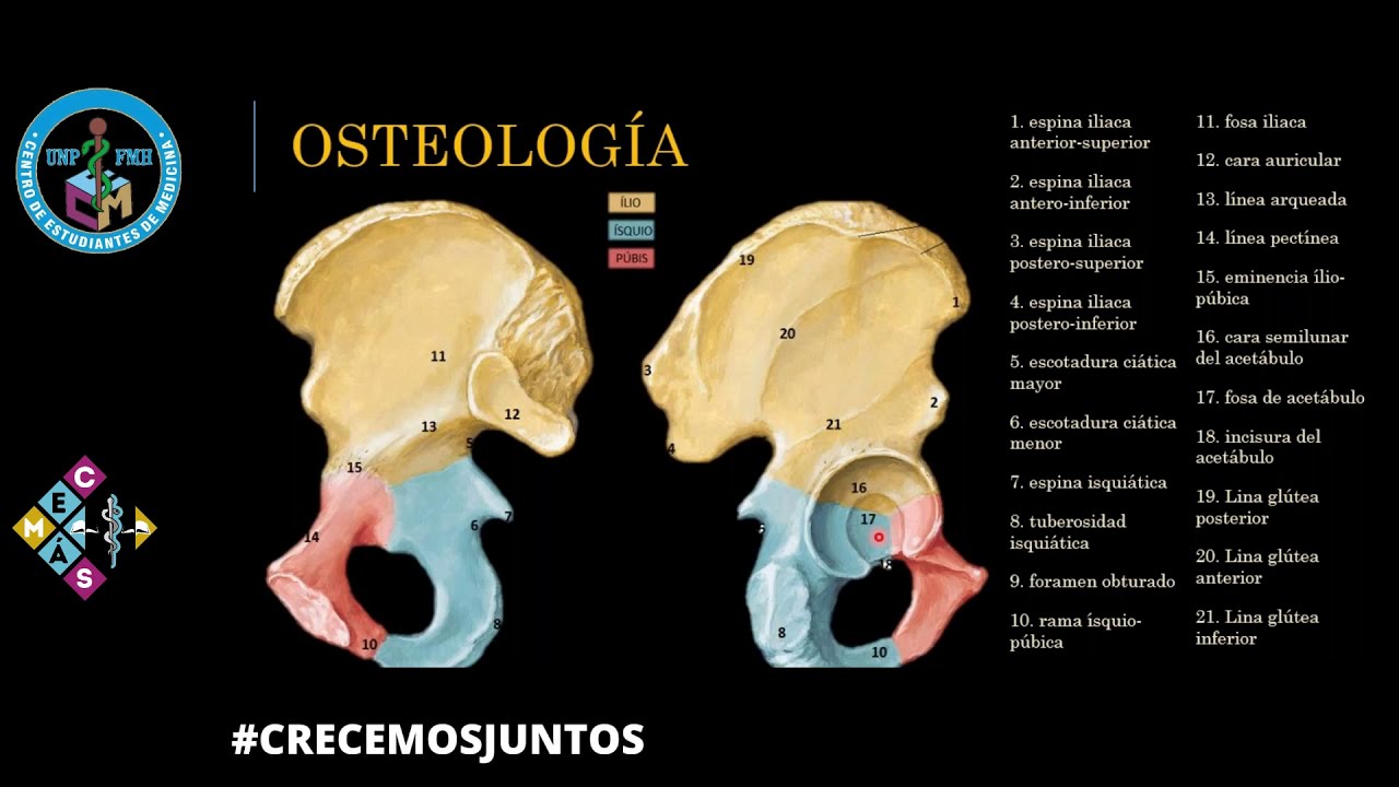 MIOLOGÍA, INERVACIÓN E IRRIGACIÓN DE CINTURA PÉLVICA.